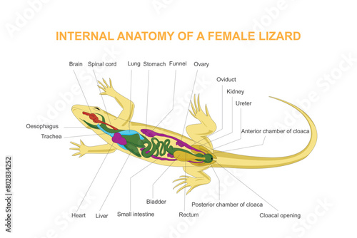 Internal anatomy of a female lizard.Reptilia.Anatomical illustration on white background.
