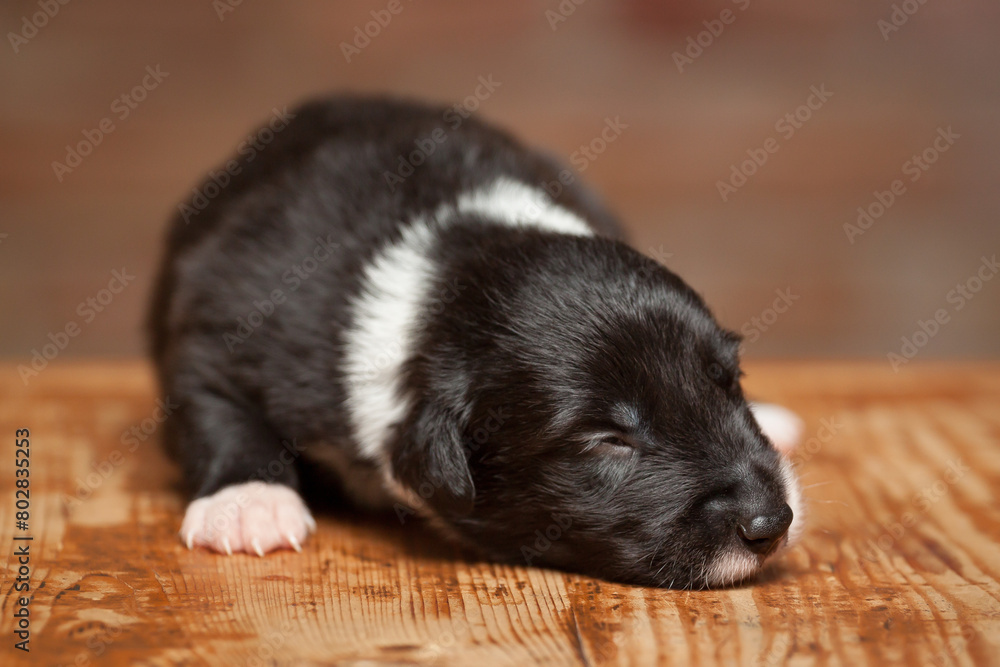 border collie puppy dog sleeping on a wooden surface against a brown brick wall