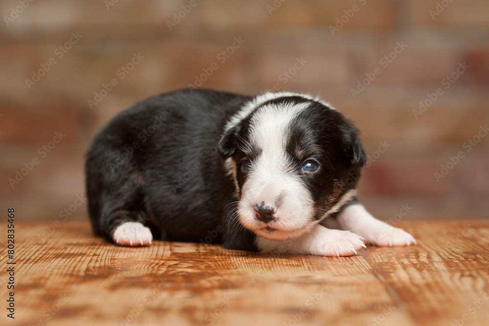 border collie puppy dog lying on a wooden surface against a brown brick wall border collie puppy dog lying on a wooden surface against a brown brick wall
