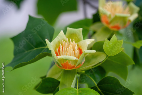 Obraz na płótnie Macro shot of Tulip tree Liriodendron tulipifera w salonie