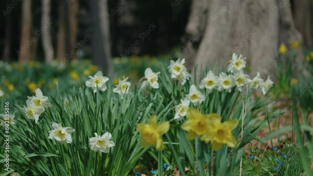 Close Up of Wild Daffodils Growing in Front a Tree in the Springtime.