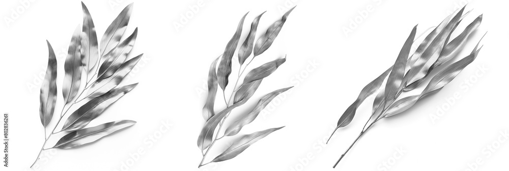 Set of silver eucalyptus twigs with leaves with shadow isolated on white background Set of silver eucalyptus twigs with leaves with shadow isolated on white background