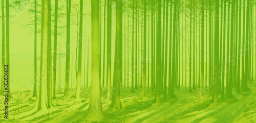 green tree trunks in background  summertime season  environmentally friendly plants  blurred photo of mysterious foggy landscape with trees in forest  mysterious mystical concept