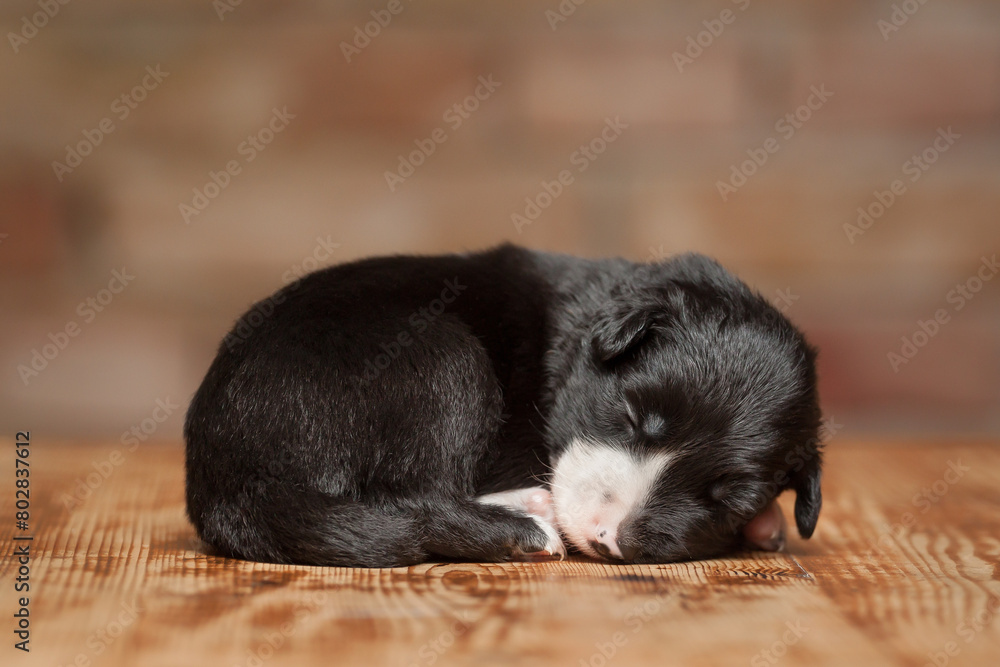border collie puppy dog sleeping on a wooden surface against a brown brick wall
