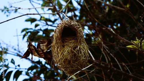 An amazing build nest for the baby-flinch's to grow up in Klerksdorp South,Africa. photo