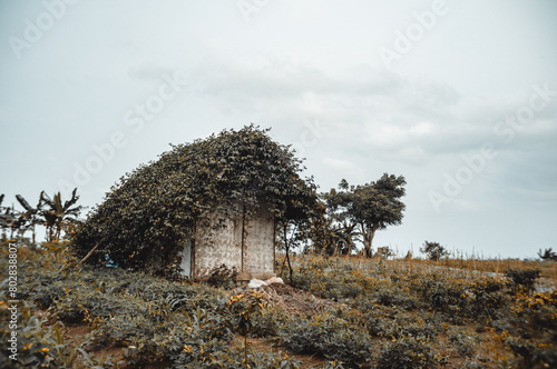 a small wooden house covered with leaves