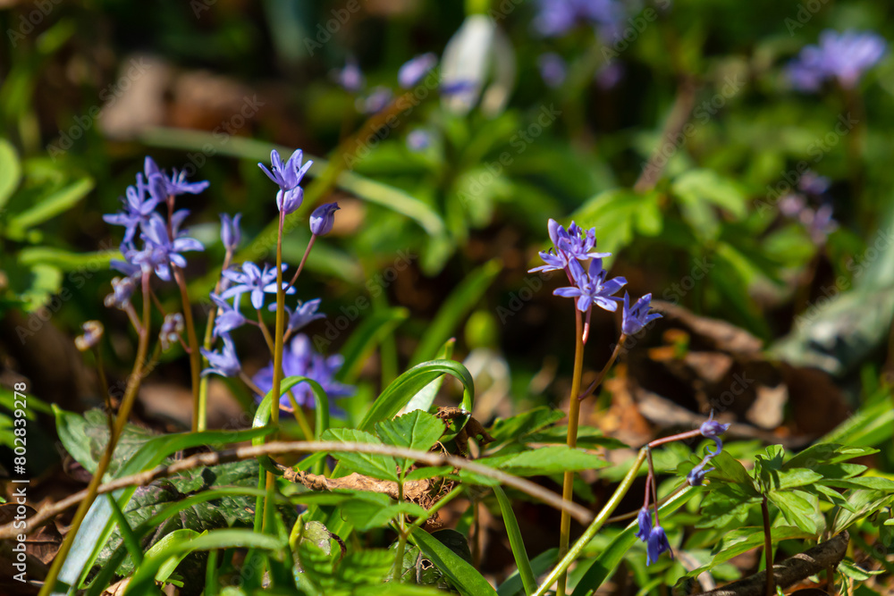 Scilla bifolia, the alpine squill or two-leaf squill, is a herbaceous perennial plant of the family Asparagaceae. Art photo of the early flowering plant Scilla bifolia, the alpine squill Scilla bifolia, the alpine squill or two-leaf squill, is a herbaceous perennial plant of the family Asparagaceae. Art photo of the early flowering plant Scilla bifolia, the alpine squill