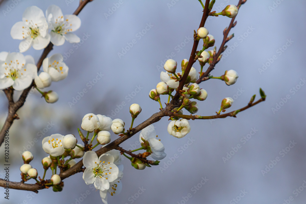 White plum blossom, beautiful white flowers of prunus tree in city garden, detailed macro close up plum branch. White plum flowers in bloom on branch, sweet smell with honey hints White plum blossom, beautiful white flowers of prunus tree in city garden, detailed macro close up plum branch. White plum flowers in bloom on branch, sweet smell with honey hints