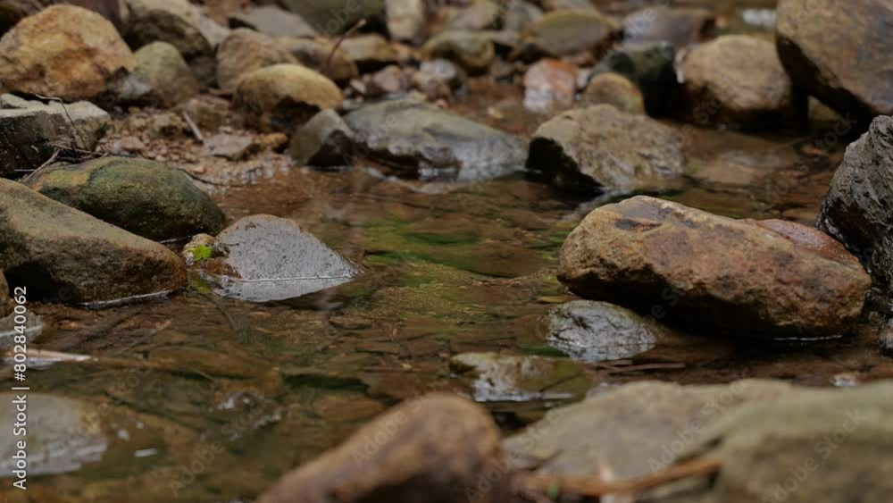 small stream in green forest river small stream in green forest river