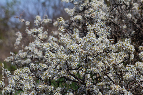 Prunus spinosa, called blackthorn or sloe, is a species of flowering plant in the rose family Rosaceae. Prunus spinosa, called blackthorn or sloe tree blooming in the springtime