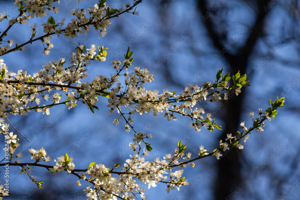 White plum blossom, beautiful white flowers of prunus tree in city garden, detailed macro close up plum branch. White plum flowers in bloom on branch, sweet smell with honey hints White plum blossom, beautiful white flowers of prunus tree in city garden, detailed macro close up plum branch. White plum flowers in bloom on branch, sweet smell with honey hints