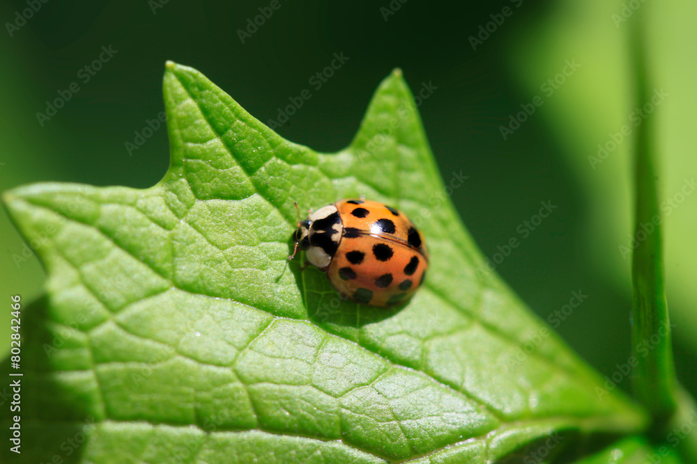 Fototapeta premium Red ladybug sitting on green leaf