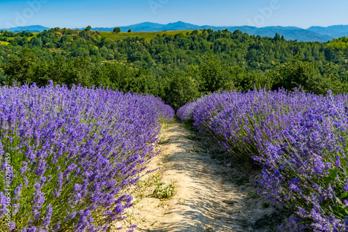 Lavender and medicinal plant fields near Sale San Giovanni, in Piedmont. A place known as the Italian Provence, for the numerous farms that produce lavender and medicinal plants.