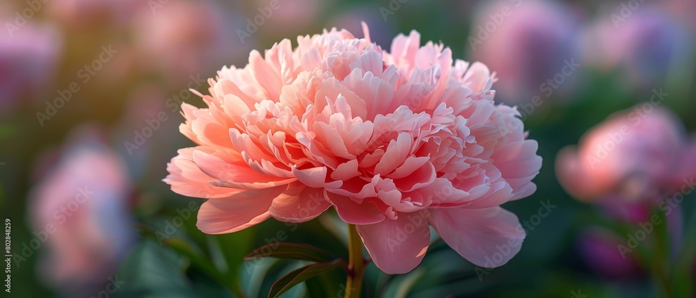 A close-up photo of a pink peony flower, with delicate petals and a subtle fragrance 