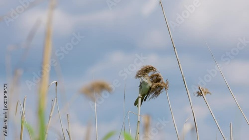 4k, an Acrocephalus scirpaceus standing on the thread of a reed photo
