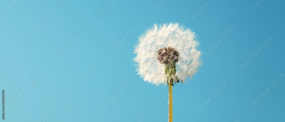 A single dandelion seed floating against a clear blue sky A single dandelion seed floating against a clear blue sky