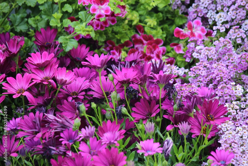 flores flores