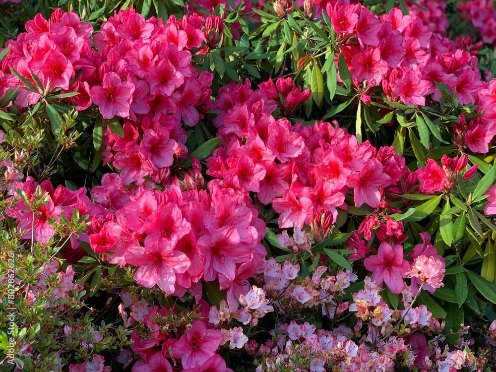 Close-up of vibrant pink Rhododendron flowers in full bloom