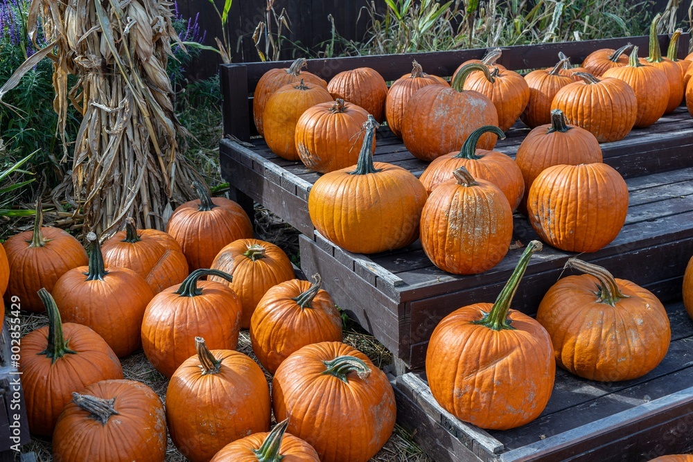 A stack of small orange pumpkins at a Fall Harvest Festival creates a vibrant and rustic scene, evoking the essence of autumn.