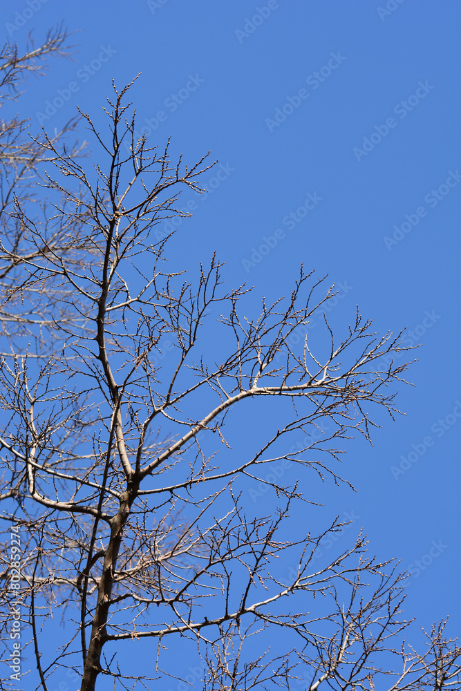 Common hackberry branches in the sprring Common hackberry branches in the sprring