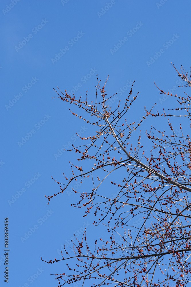 Silver maple branches with flowers Silver maple branches with flowers