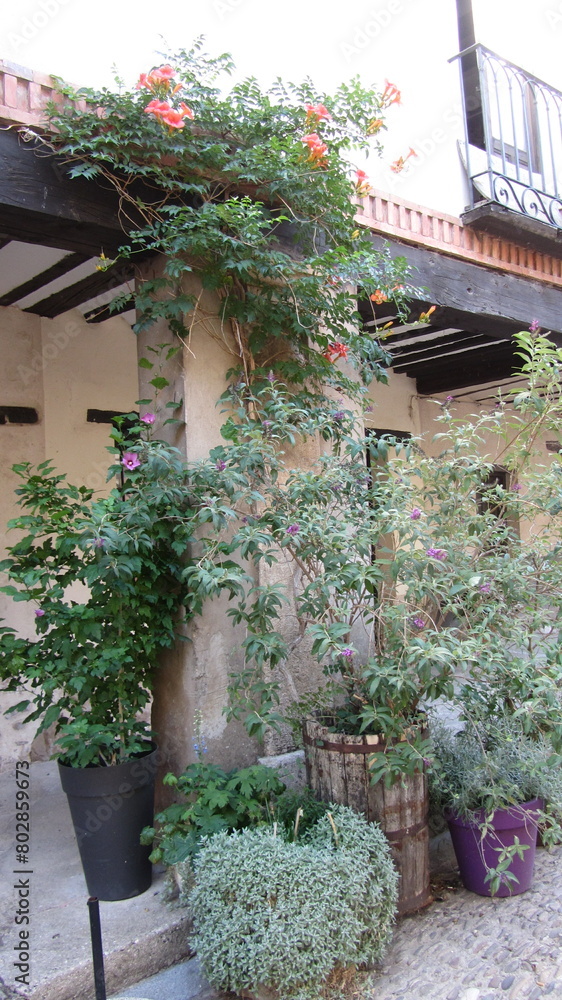 Fototapeta premium arbusto