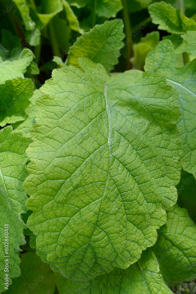 Forskahls sage leaf Forskahls sage leaf