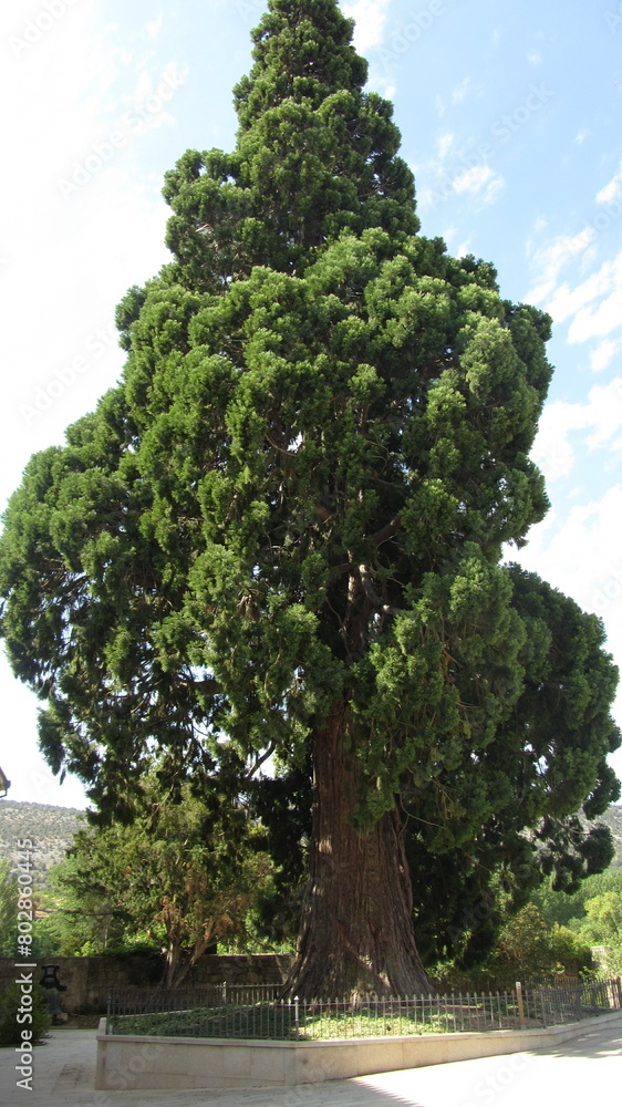 arbol arbol