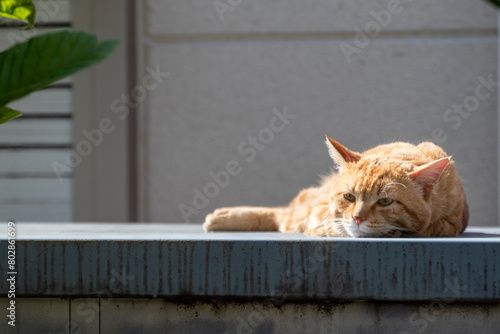 ひなたぼっこ中のかわいらしい茶トラの野良猫