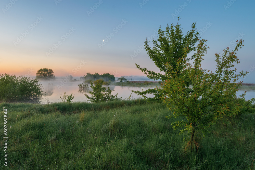 morning in the forest