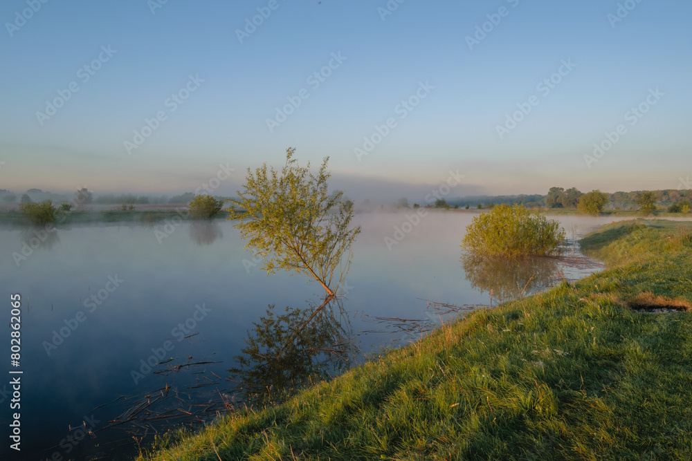 tree in the river