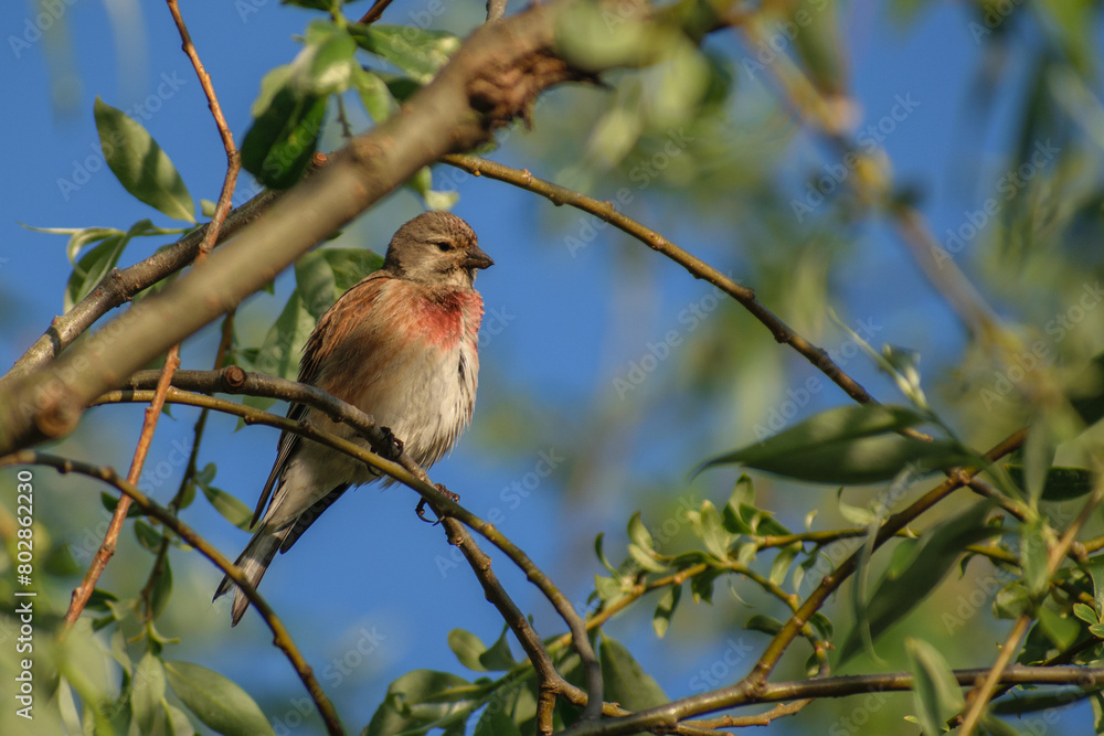 eurasian linnet on the tree eurasian linnet on the tree