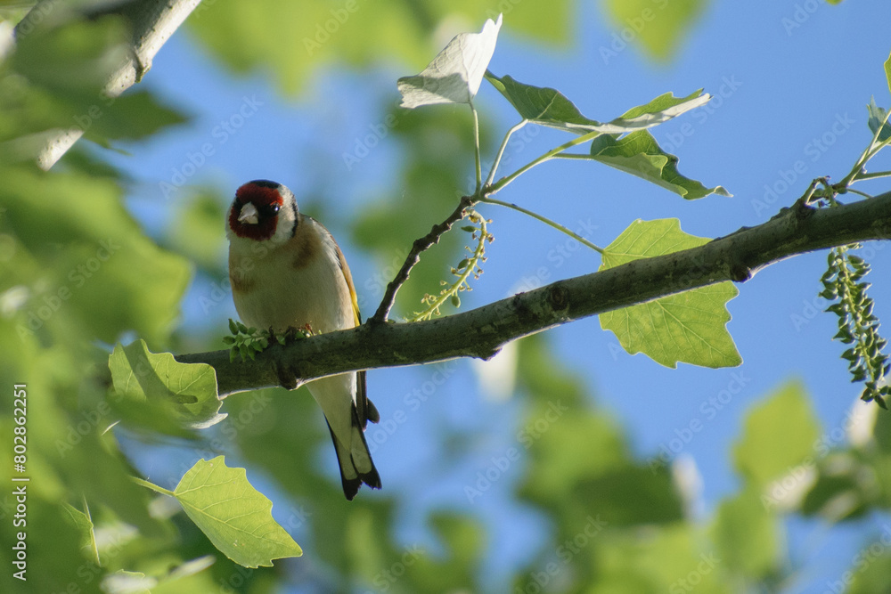 Obraz premium european goldfinch on the tree