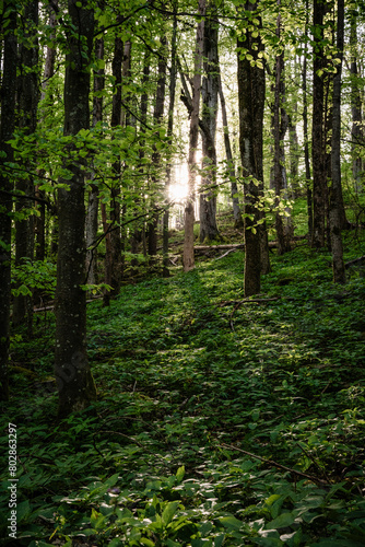 Rhön, forest, green, trail, gangolfsberg, trees, nature