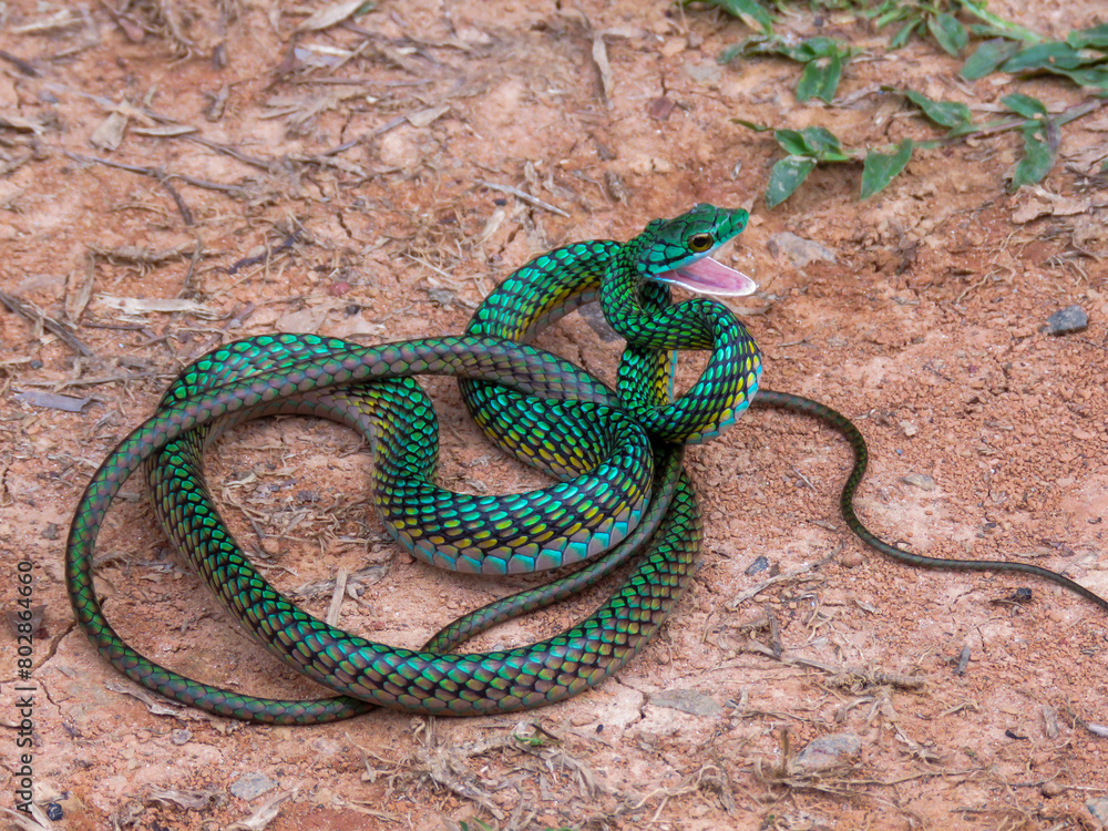 Obraz premium snake in the grass