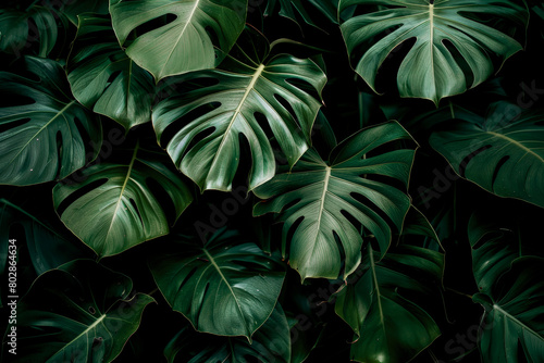 hojas tropicales con fondo oscuro