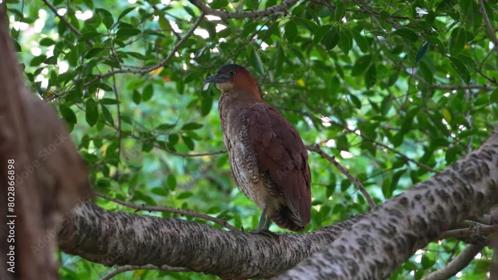 Wild Malayan night heron perching on the tree branch, preening and grooming its feathers, close up shot. Wild Malayan night heron perching on the tree branch, preening and grooming its feathers, close up shot.