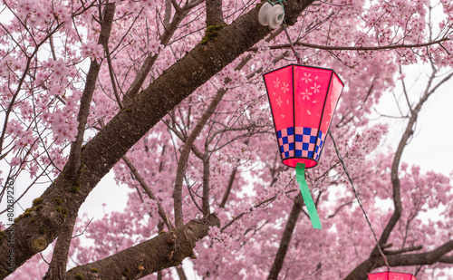 Cherry Blossom Festival. cherry blossoms and lanterns. 桜まつり。桜と灯篭	
