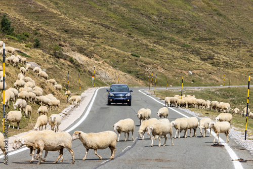 Sheep in typical  landscape near Portillo de Eraize and Col de la Pierre St Martin, Spanish French border in the Pyrenees, Spain photo