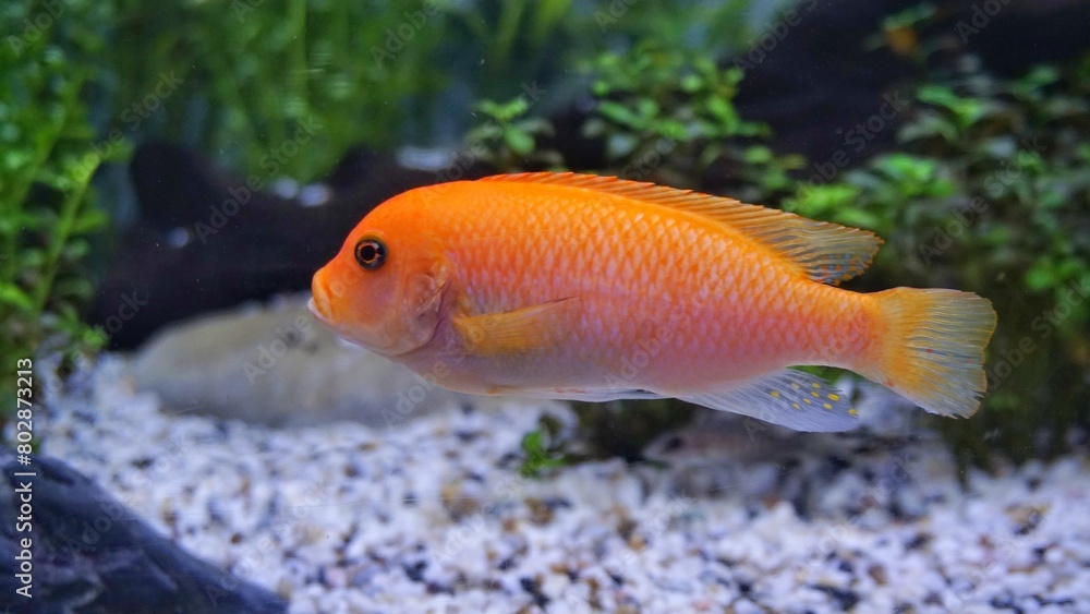 Orange fish swimming under the sea with corals Orange fish swimming under the sea with corals