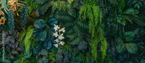 Group of dark green tropical leaves background, Nature Lush Foliage Leaf Texture, tropical leaf. © Nabodin
