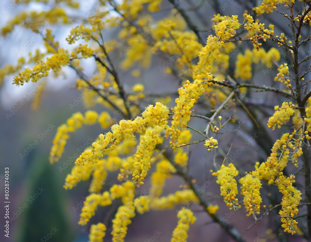 Exotic beautiful yellow flower tree blue sky background. Exotic beautiful yellow flower tree blue sky background.