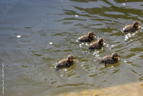 A duck with her ducklings swims along a pond on a sunny day. A group of ducklings. Close-up. Nature screensaver. © Denis Chubchenko