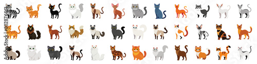 Collection of Cat Breeds Icons  vector cartoon illustration. Diverse cats - siamese  persian  maine coon  abyssinian  ragdoll  bengal  sphynx  russian blue  munchkin  domestic shorthair  pixiebob.