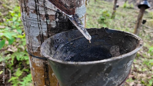Close-up of rubber tapping with latex dripping into a collection cup on a rubber tree, illustrating agriculture, natural resources, and sustainable industry concepts photo