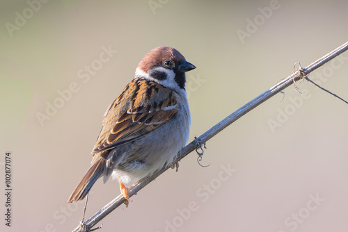 male eurasian tree sparrowmale eurasian tree sparrow © taviphoto