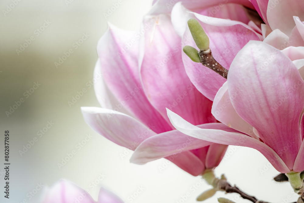 Magnolia Sulanjana flowers with petals in the spring season. beautiful pink magnolia flowers in spring, selective focusing.