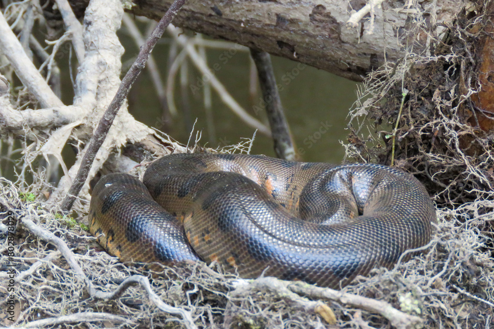 Fototapeta premium snake on the tree