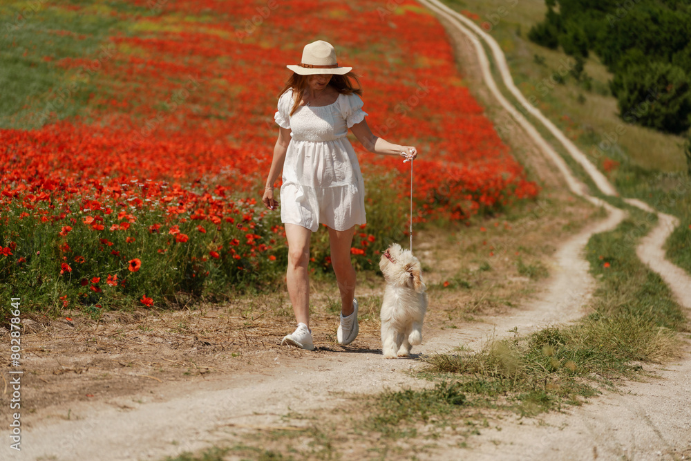 Fototapeta premium woman with dog. Happy woman walking with white dog the road along a blooming poppy field on a sunny day, She is wearing a white dress and a hat. On a walk with dog