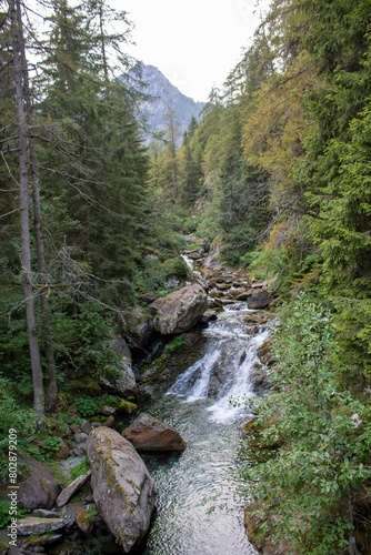 river in the forest